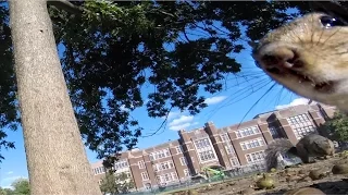 GoPro Awards: Squirrel Runs Off With GoPro
