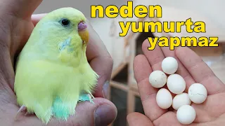 14 Reasons why budgie isn't laying eggs