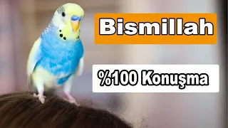 Bismillah  Ses Kaydı  %100 Konuşma Garantisi | 1 Ay Sonra Kuşunuz Konuşacak #muhabbetkuşu #papağan