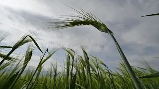 Russia's Grain Deal Exit Sends Wheat Prices Surging