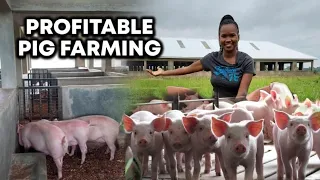 How To Succeed In PIG Farming Business|Tips For Beginners!