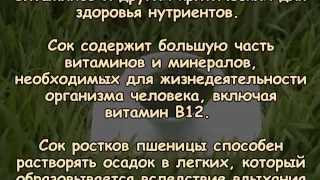 СОК РОСТКОВ ПШЕНИЦЫ   ЭЛИКСИР МОЛОДОСТИ И ЗДОРОВЬЯ