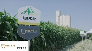 ADV F7232 Forage Sorghum Stands Well and Yields Well, Especially in the Texas Panhandle
