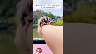 A couple raised a baby sugar glider in their house#shorts