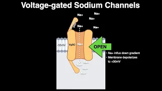 Voltage gated Na channels