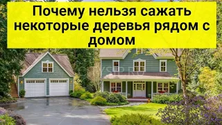 Почему нельзя сажать некоторые деревья рядом с домом, о чем говорят народные поверья