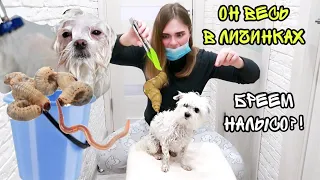 УДАЛЯЕМ ЛИЧИНКИ ИЗ МОЕЙ СОБАКИ! ОНИ ЖИВЫЕ! пранк над зверопапой