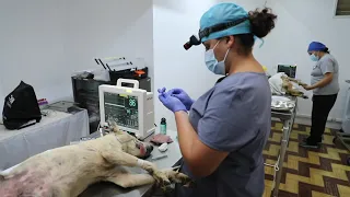 “El veterinario es el mejor amigo de los perros”