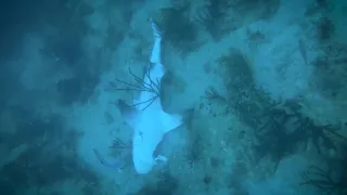 Удивительные случаи с акулами, снятые на камеру! АКУЛЫ В ДЕЛЕ!