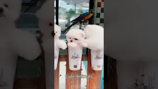 Tik Tok Chó Phốc Sóc Mini 😍 Funny and Cute Pomeranian  । Cute Animals #shorts #138