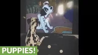 Dalmatian loves watching '101 Dalmatians' on TV