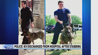 Police: K-9 discharged from hospital after stabbing