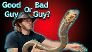 Chandler's Wildlife: Croc Bites and Venomous snakes | Good for the Reptile Community?