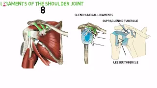 أربطه الكتف || shoulder ligaments
