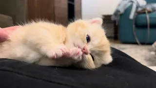 Munchkin Kitten Grooming