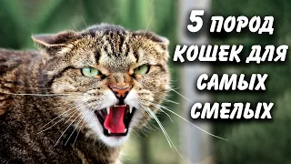 ОПАСНЫЕ ПОРОДЫ КОШЕК, КОТОРЫЕ ПОДОЙДУТ ТОЛЬКО САМЫМ СМЕЛЫМ