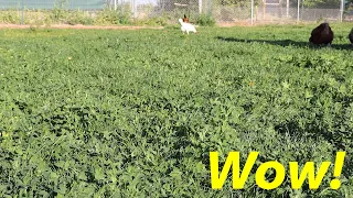 The Perfect Desert Pasture | U-pick Begins!