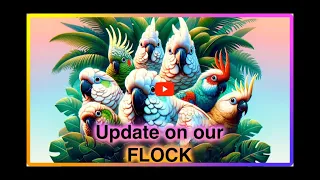 Flock update on all of our cockatoos.
