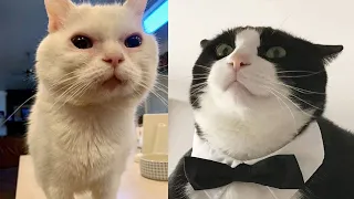 Try Not To Laugh 🤣 New Funny Cats Video 😹 - MeowFunny Par 33