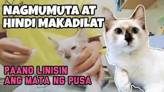 Paano linisin ang mata ng pusa | Nagmumuta at hindi maidilat | Matangpusa