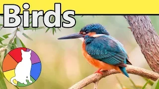 Birds | Animal Fact Files