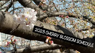 Japan’s 2023 Cherry Blossom Schedule (Sakura Season)