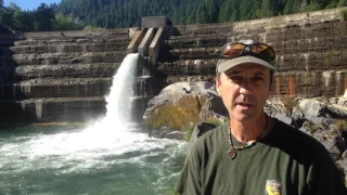 Lamprey at Cape Horn Dam on the Eel River