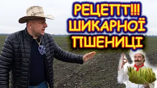 🤔ЧИМ ВИТЯГНУТЬ 🌾ПШЕНИЦЮ🌾? ЧИ СТРАШНІ ПІЗНІ ПОСІВИ⁉️