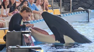 Tekoa & María - 13.04.2024, Loro Parque, OrcaOcean