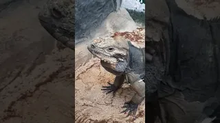 Rhino iguana #shorts #rhino #iguana #lizard #reptiles