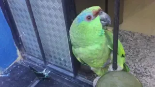 Papagaio conversando muito engraçado