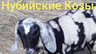 Содержание Нубийских Коз) НУБИЙСКИЕ КОЗЫ