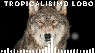 Tropicalisimo Lobo - Sueños Compartidos