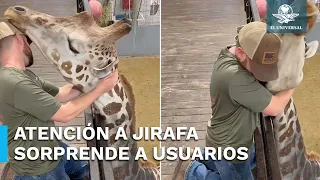 ¿Quiropráctico de jirafas? Doctor se vuelve viral en redes sociales