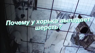 Почему у хорька выпадает шерсть?