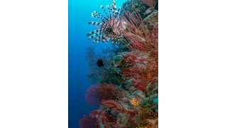 Vertical Display 4K Underwater Stock Footage Demo Reel 2160 x 4096, 60p