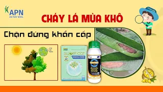 APN - GIẢI PHÁP QUẢN LÝ BIỂU HIỆN CHÁY LÁ MÙA KHÔ TRÊN CÂY SẦU RIÊNG