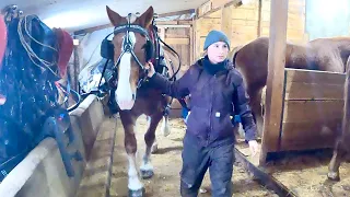 We have a SPECIAL HELPER back at the farm!! // Draft Horse Training #422
