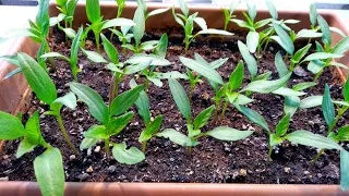 No More Buying Seedlings❗ You Can Grow Pepper Seedlings Yourself❗ How to Grow Pepper Seedlings❓