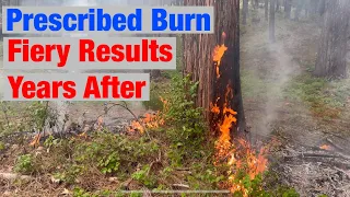 Hot Trend: The Fiery Results of Prescribed Burning