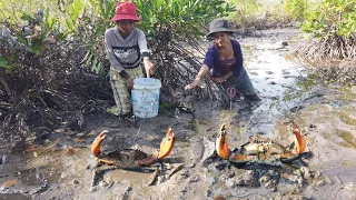 Unique Fishing - Brave Women Catch Many Huge Mud Crabs In Swamp after Water Low Tide