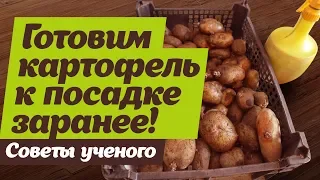 Как готовить картофель к посадке  Проращивание на свету