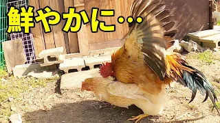 オス鶏がやりたい放題です…【鶏飼育】 88話目