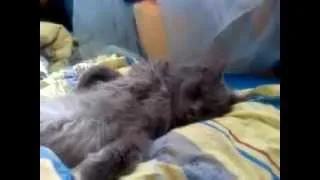 Коту снится забавный сон