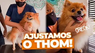 QUIROPRAXIA ANIMAL! Veja como é uma sessão de AJUSTES em CACHORROS