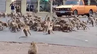 Dozens Of Monkeys Fight Each Other Over A Single Banana