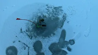 Щука на жерлицы по первому льду.