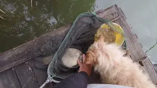 Van itt hal, gyönyörű  ponty fogás kapás