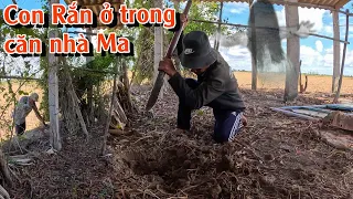 Bắt con Rắn độc trong căn nhà Ma | TGSB #863