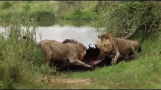 Lion brotherhood